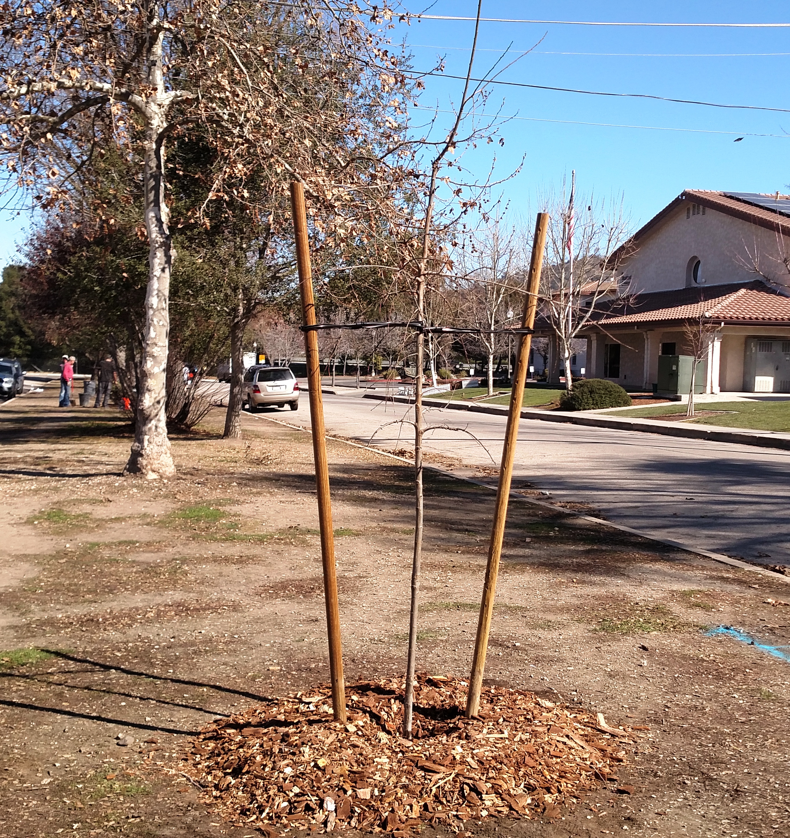 A planted Valley Oak tree with a long future ahead!